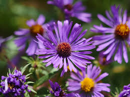 Attēlu rezultāti vaicājumam “Symphyotrichum novae-angliae flower”