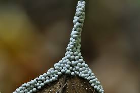 Attēlu rezultāti vaicājumam “Diderma testaceum macro”