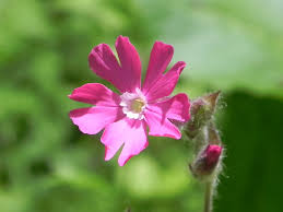 Attēlu rezultāti vaicājumam “Silene dioica leaf”