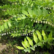 Attēlu rezultāti vaicājumam “Polygonatum multiflorum  leaf”