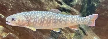 Image result for Salvelinus faroensis