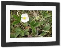 Attēlu rezultāti vaicājumam “Fragaria moschata flower”