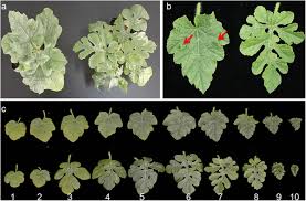 Attēlu rezultāti vaicājumam “Citrullus lanatus leaf”