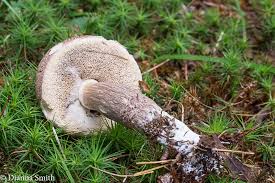 Attēlu rezultāti vaicājumam “Leccinum scabrum”