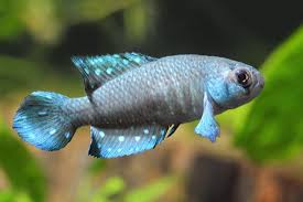 Attēlu rezultāti vaicājumam “Arcyria affinis young”