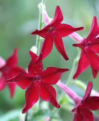 Image result for Nicotiana x sanderae