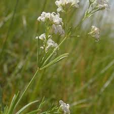 Attēlu rezultāti vaicājumam “Galium elongatum flower”