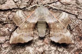 Attēlu rezultāti vaicājumam “Colostygia pectinataria female”