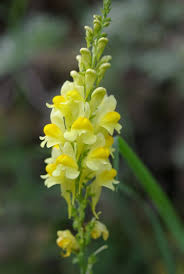 Image result for Linaria vulgaris