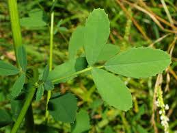 Attēlu rezultāti vaicājumam “Melilotus albus leaf”