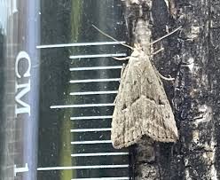 Attēlu rezultāti vaicājumam “Hypenodes humidalis”