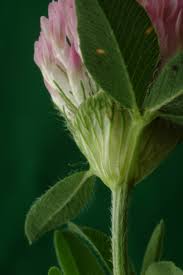 Attēlu rezultāti vaicājumam “Trifolium medium flower”