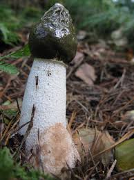Attēlu rezultāti vaicājumam “Phallus impudicus”