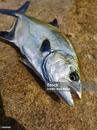 Image result for Lichia amia