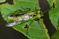 Attēlu rezultāti vaicājumam “Tenthredo scrophulariae exuvia”