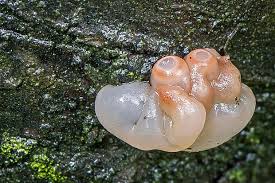 Attēlu rezultāti vaicājumam “Craterocolla cerasi”