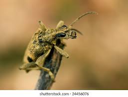 Attēlu rezultāti vaicājumam “Rhagium mordax”