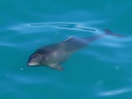 Image result for Phocoena phocoena