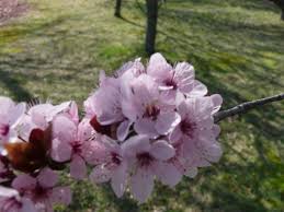 Attēlu rezultāti vaicājumam “Prunus cerasifera flower”