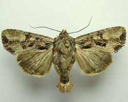 Attēlu rezultāti vaicājumam “Apamea remissa”