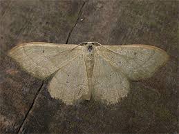 Attēlu rezultāti vaicājumam “Idaea straminata”