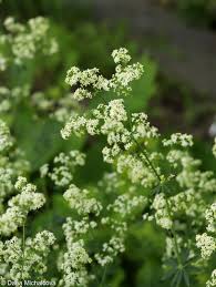 Attēlu rezultāti vaicājumam “Galium schultesii flower”