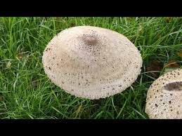 Attēlu rezultāti vaicājumam “Macrolepiota”