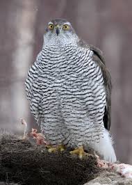 Attēlu rezultāti vaicājumam “Accipiter gentilis”