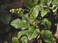 Attēlu rezultāti vaicājumam “Orthilia secunda bud”