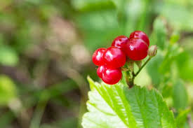 Attēlu rezultāti vaicājumam “Rubus saxatilis fruit”