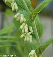 Attēlu rezultāti vaicājumam “Polygonatum multiflorum  leaf”