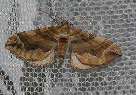 Attēlu rezultāti vaicājumam “Pelurga comitata”