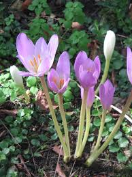 Attēlu rezultāti vaicājumam “Colchicum autumnale”