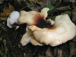 Attēlu rezultāti vaicājumam “Polyporus badius”