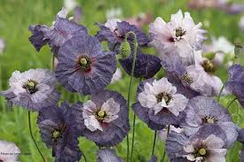 Attēlu rezultāti vaicājumam “Papaver rhoeas flower”