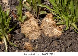 Attēlu rezultāti vaicājumam “Armoracia rusticana leaf”