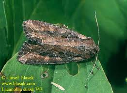 Attēlu rezultāti vaicājumam “Lacanobia suasa”