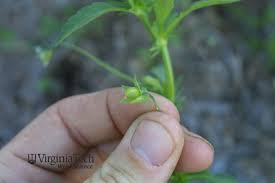 Attēlu rezultāti vaicājumam “Viola arvensis bud”