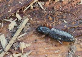 Attēlu rezultāti vaicājumam “Dendrophagus crenatus”