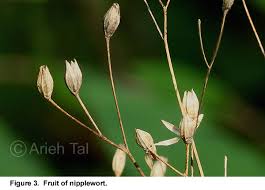 Attēlu rezultāti vaicājumam “Lapsana communis bud”