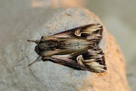 Attēlu rezultāti vaicājumam “Actinotia polyodon”