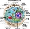 Molecular Expressions Cell Biology: Animal Cell Structure