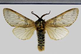 Attēlu rezultāti vaicājumam “Cerura vinula imago”