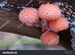 Attēlu rezultāti vaicājumam “Rhodotus palmatus”