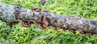 Attēlu rezultāti vaicājumam “Hymenochaete tabacina”