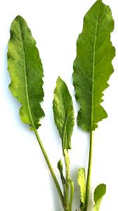 Attēlu rezultāti vaicājumam “Rumex maritimus leaf”