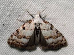 Attēlu rezultāti vaicājumam “Nola aerugula”