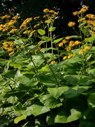 Attēlu rezultāti vaicājumam “Telekia speciosa bud”