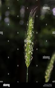 Attēlu rezultāti vaicājumam “Hordelymus europaeus leaf”