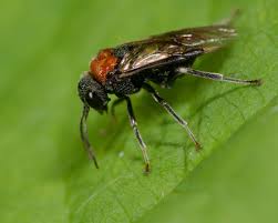 Attēlu rezultāti vaicājumam “Eriocampa ovata”